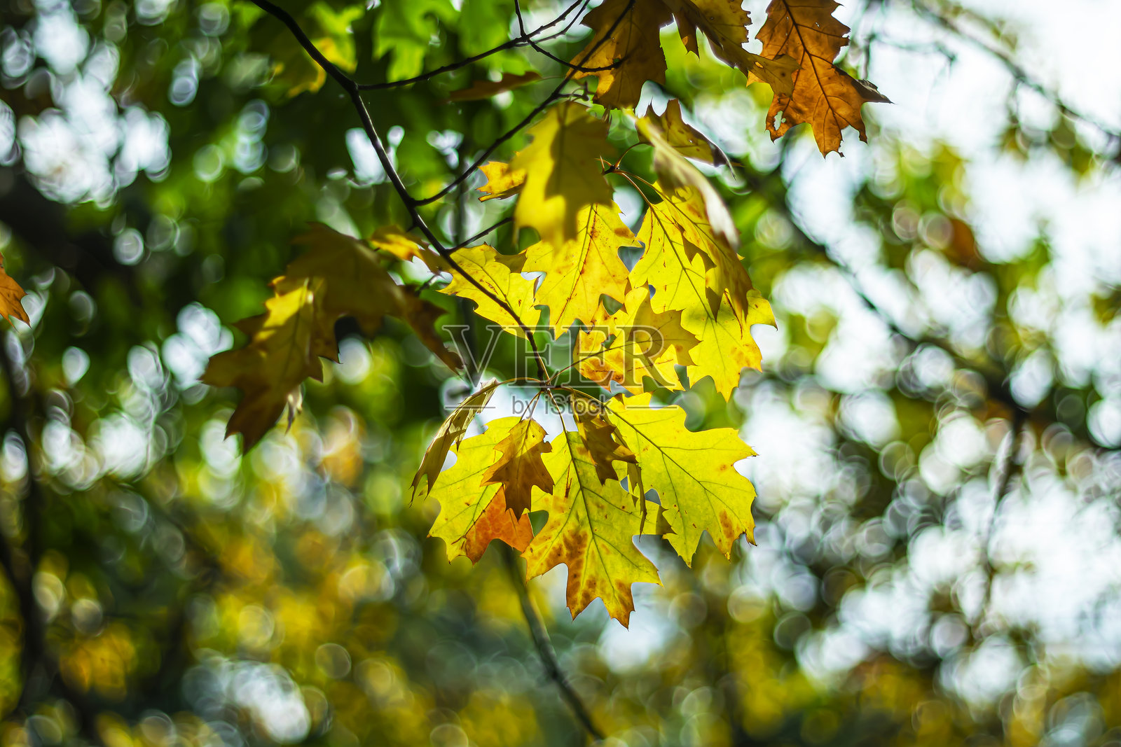 秋天的黄色树叶。照片摄影图片