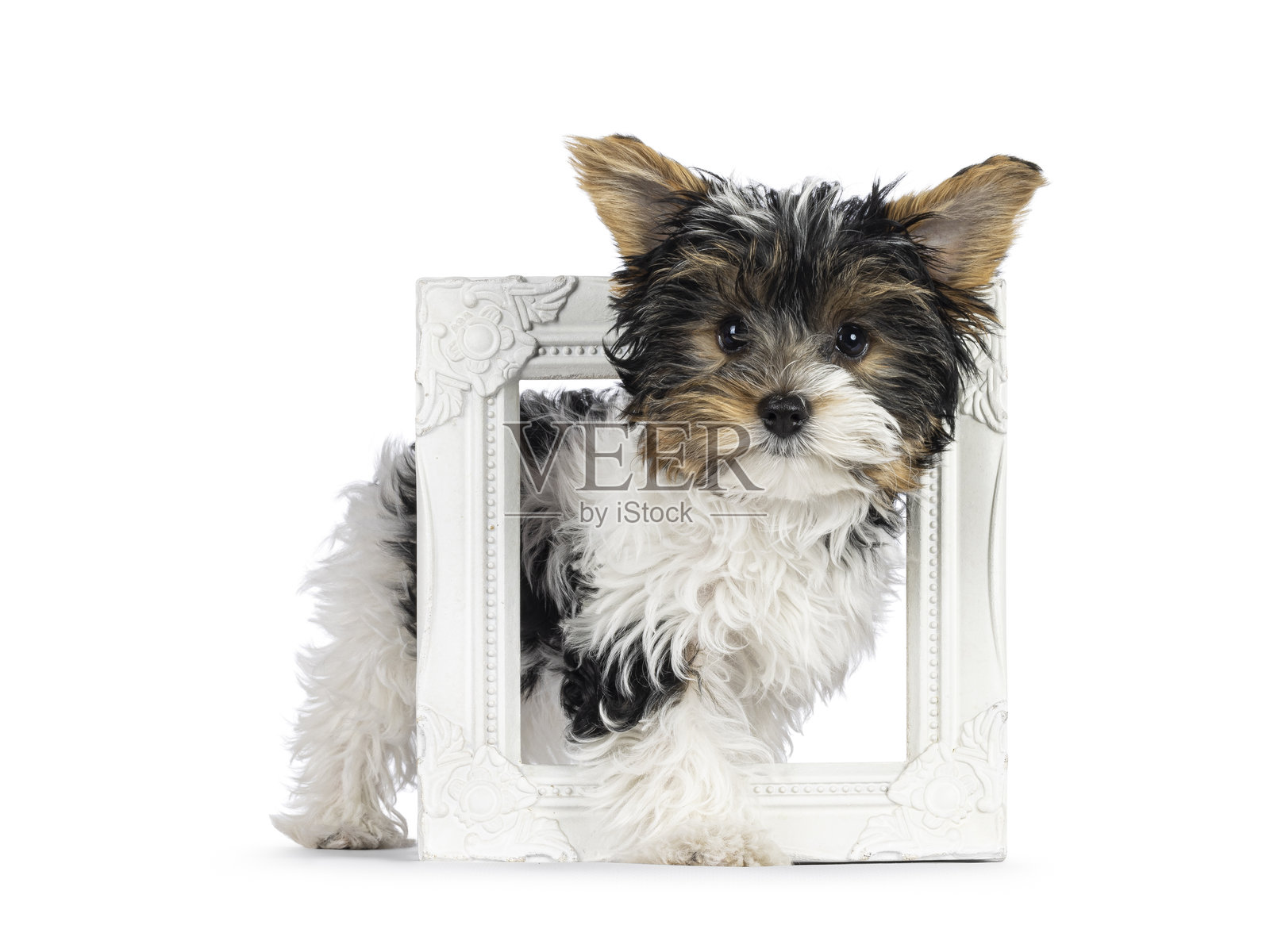 白色背景上的比弗约克夏犬小狗照片摄影图片