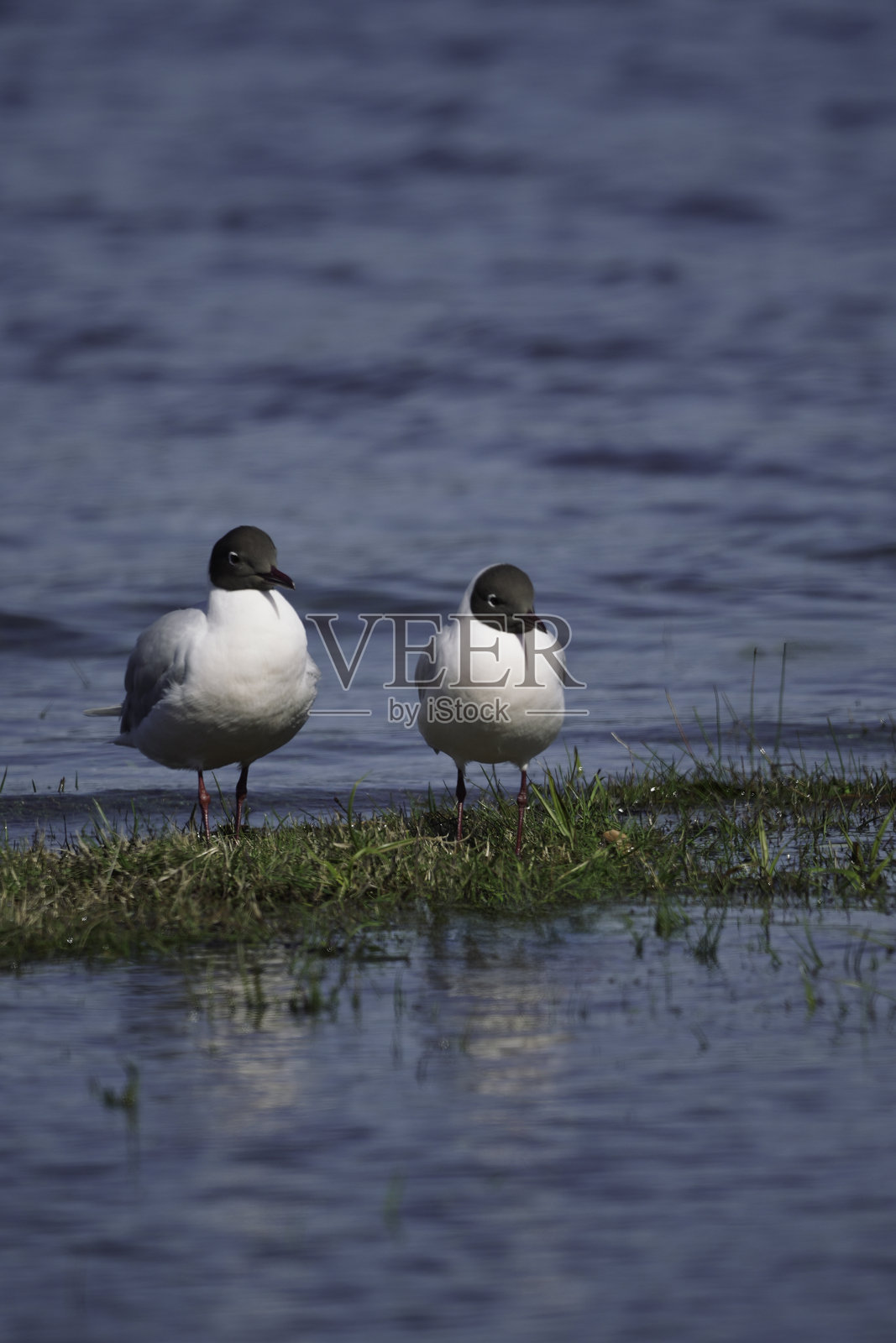 安第斯鸥夫妇在湖边一起休息照片摄影图片