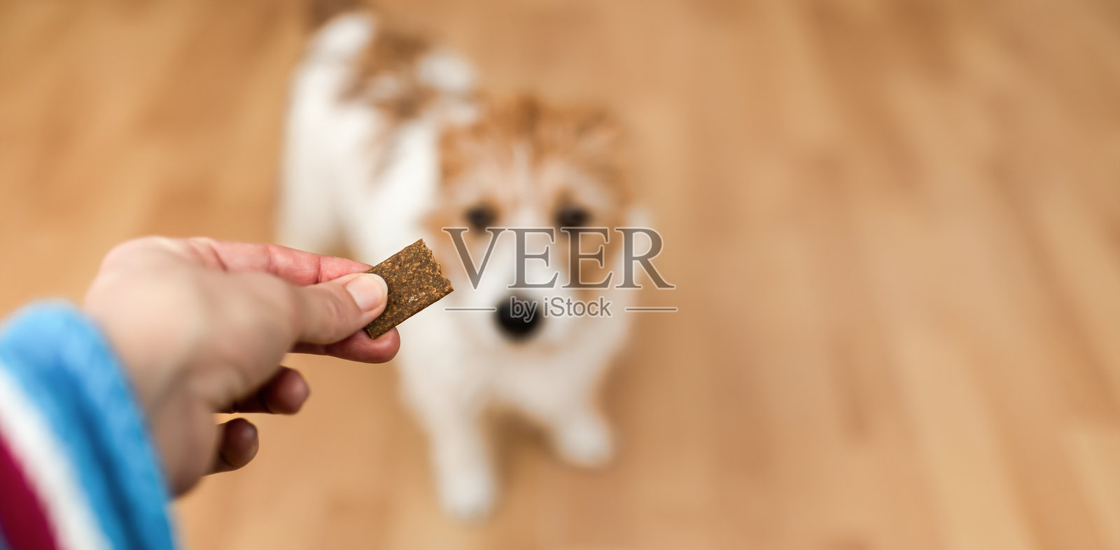 手给可爱饥饿乞求的小狗喂零食，网页横幅照片摄影图片