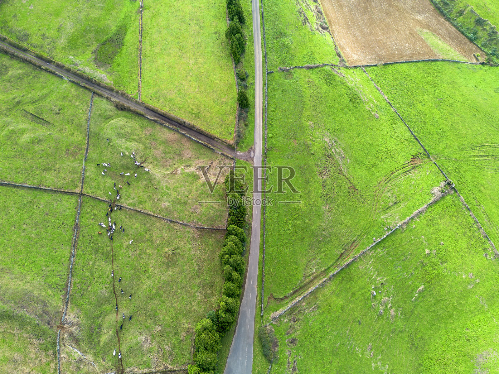 典型的亚速尔群岛风景，绿草如茵的草地和奶牛群，从高处俯瞰。照片摄影图片