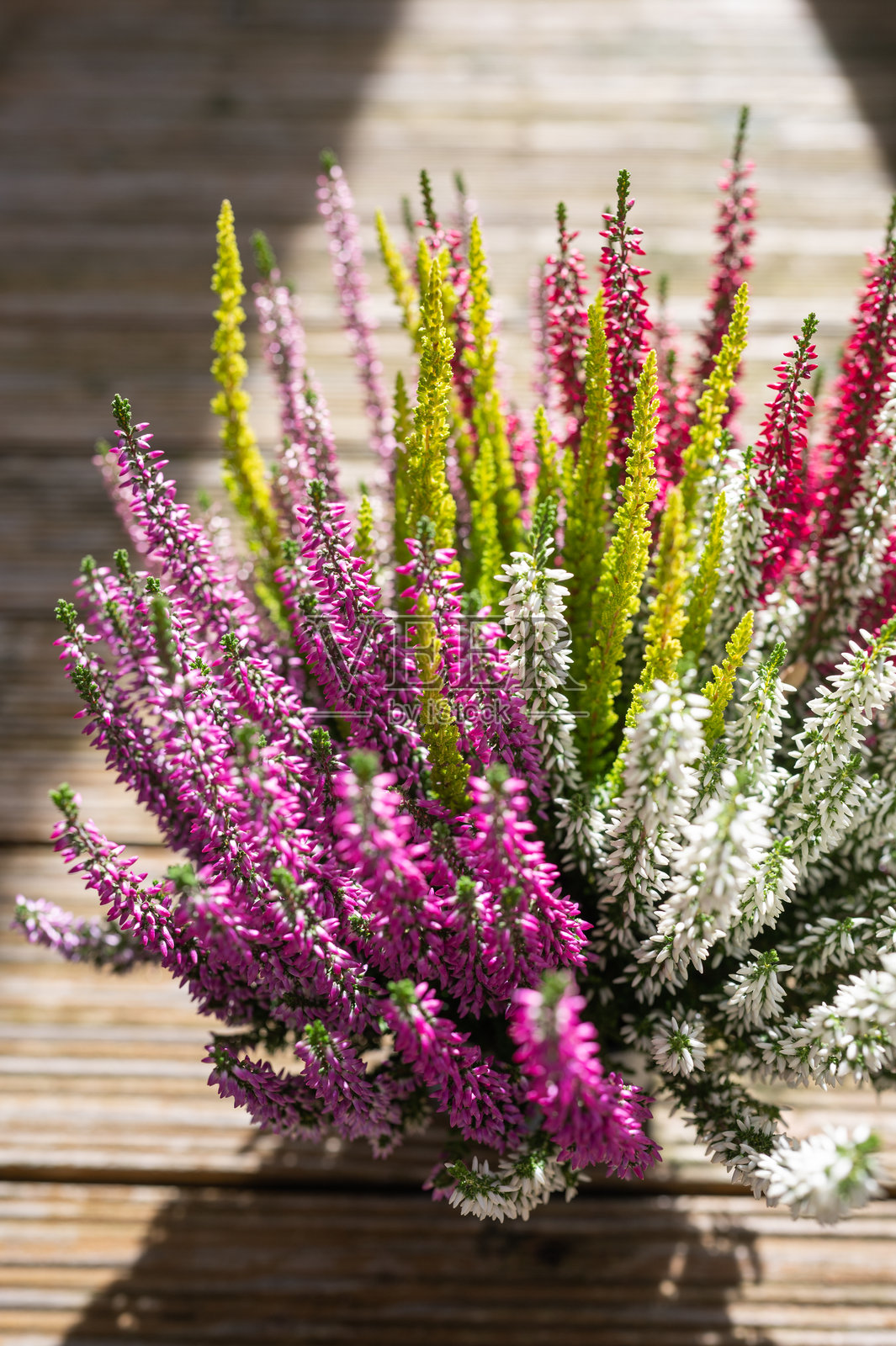 秋季阳台上的五彩盆栽石楠花照片摄影图片