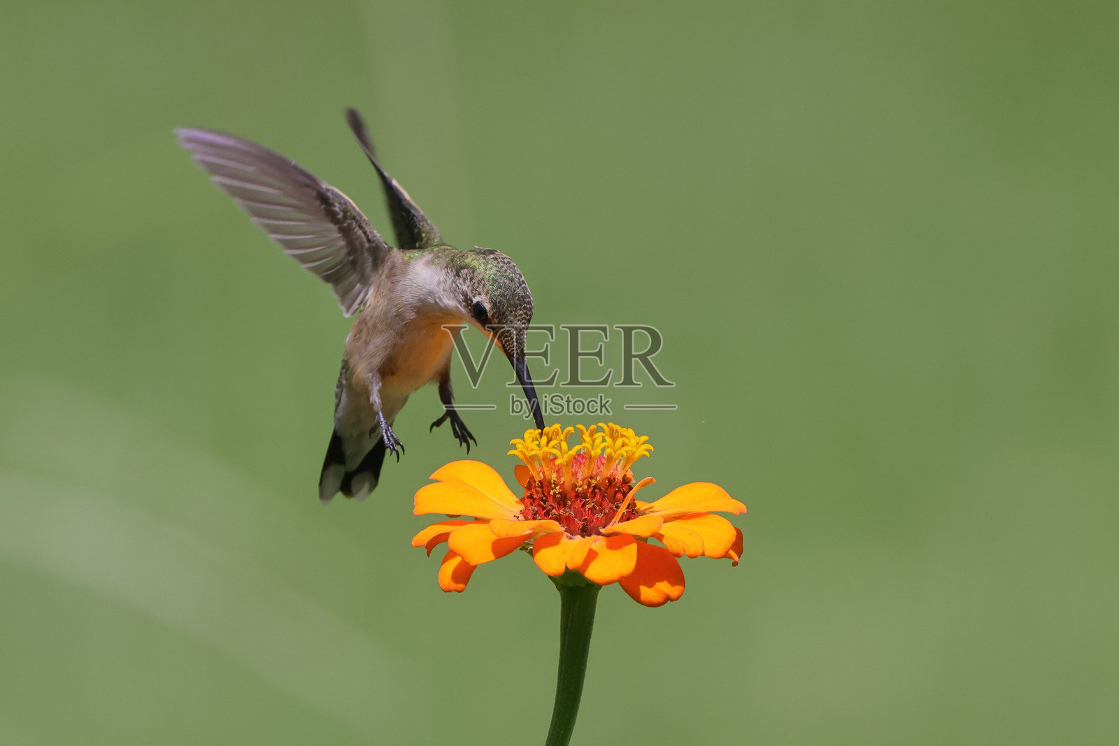 蜂鸟在鲜艳的花朵上喂食的特写镜头照片摄影图片