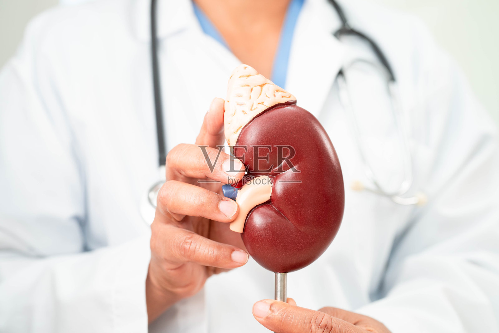 慢性肾病，医生与治疗泌尿系统的模型，泌尿科，估计肾小球滤过率 eGFR。照片摄影图片