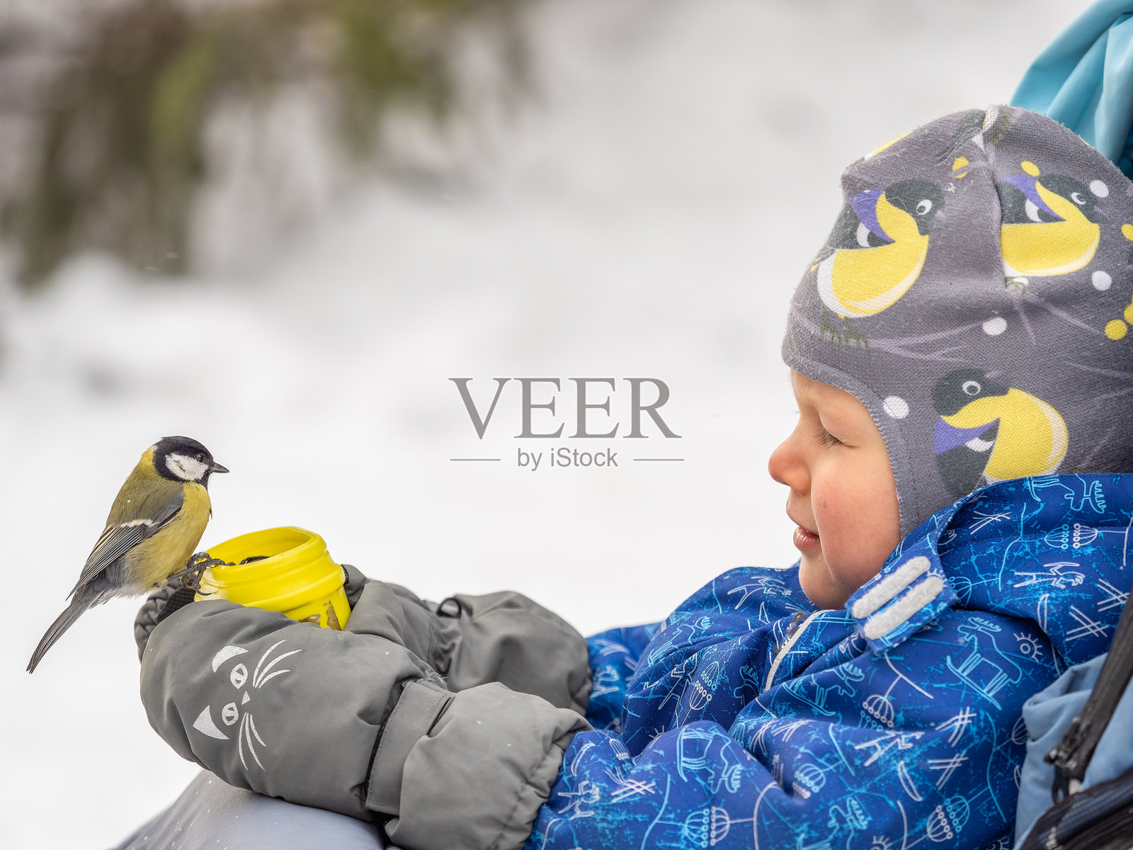 大山雀在小男孩的手掌中吃种子。饥饿的鸟儿大山雀在秋天时从手中啄食种子。照片摄影图片