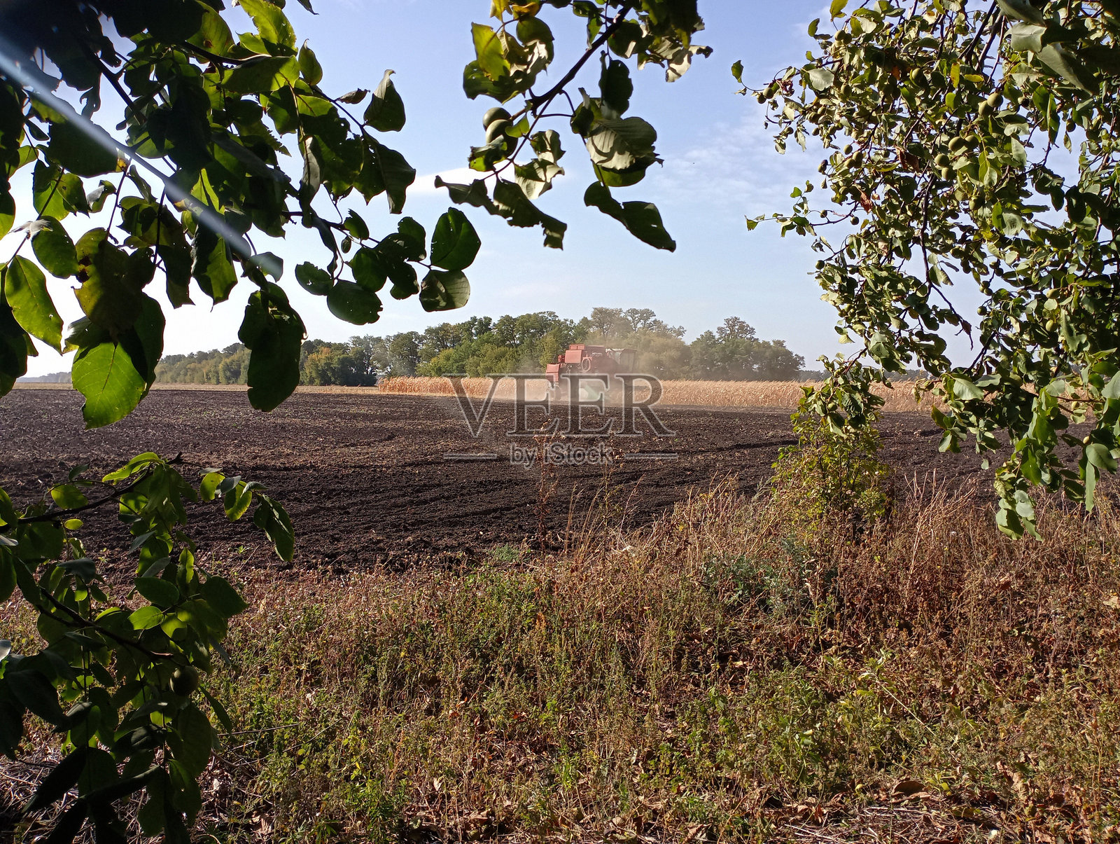 一台红色联合收割机在田野中收割玉米，扬起一阵花粉。主题为农业和收割。前景中有树枝。照片摄影图片