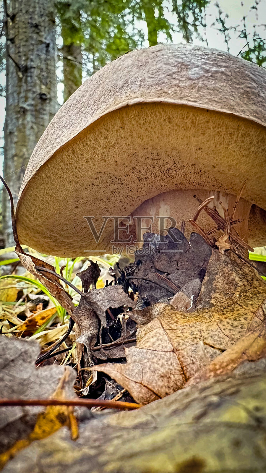 秋季森林中落叶间的蘑菇，手机拍摄的照片照片摄影图片