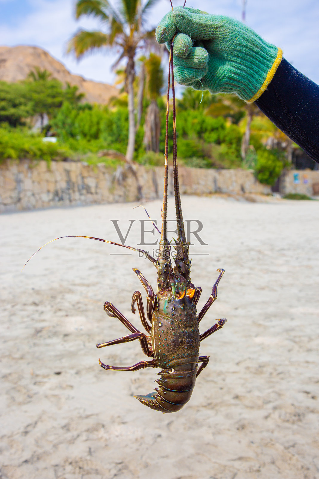 刚捕获的南太平洋刺龙虾活体照片摄影图片