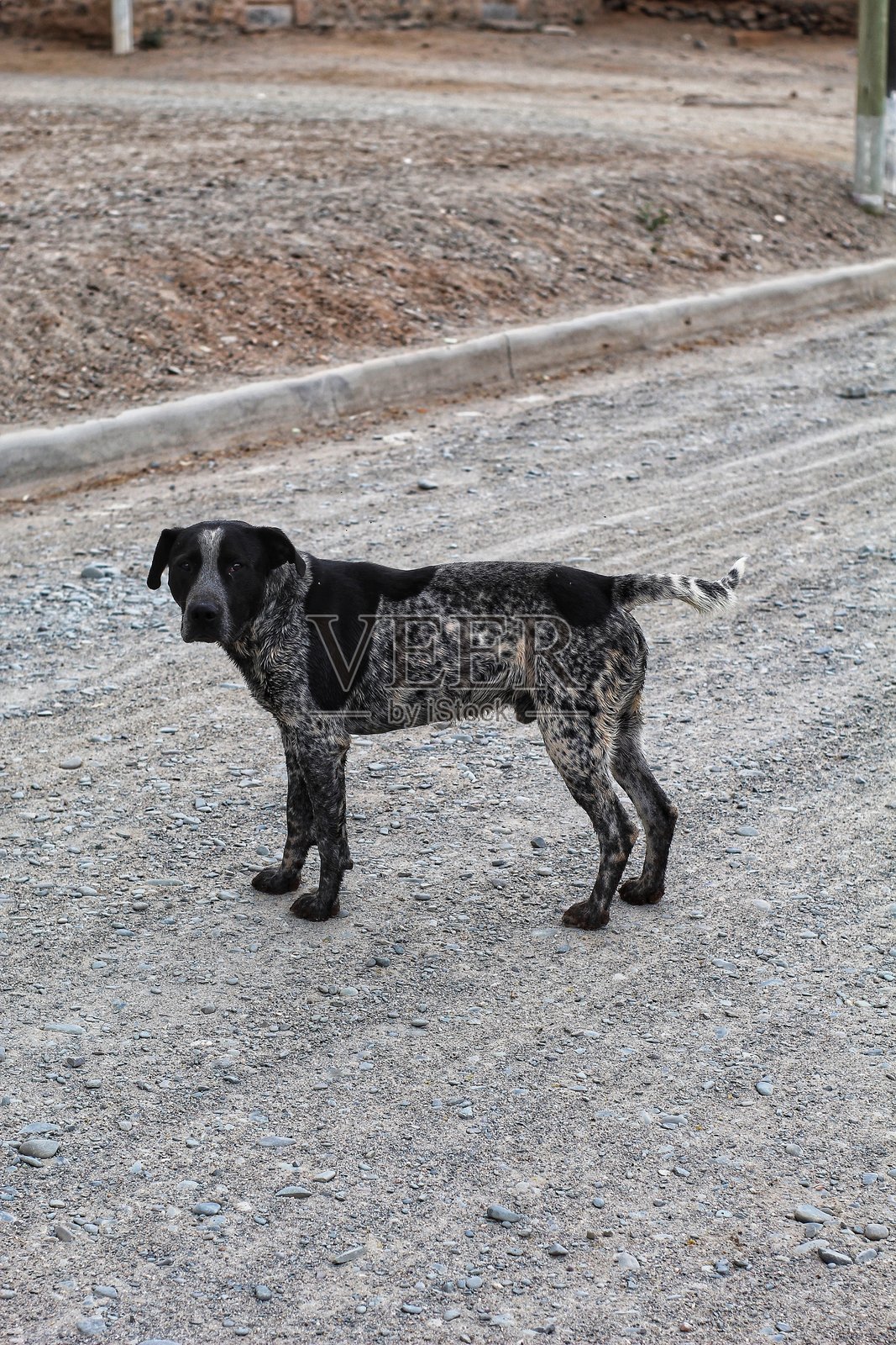 家禽和家畜照片摄影图片