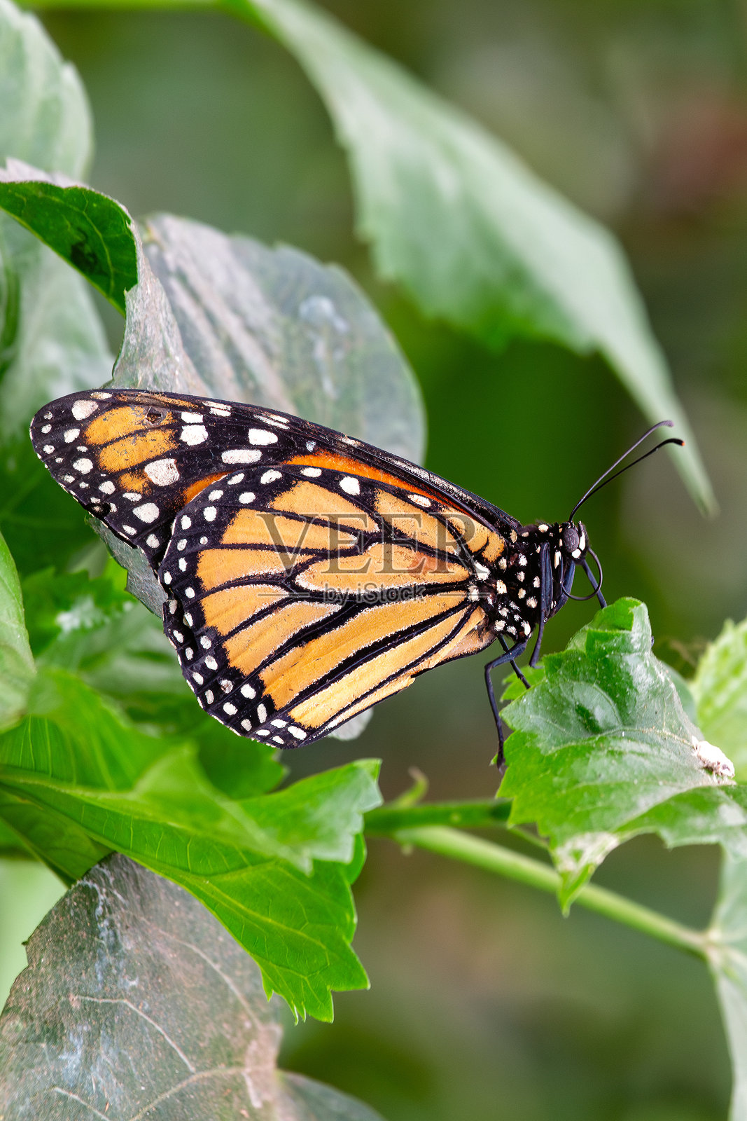 北美常见的君主蝶（Danaus plexippus），尤其在草地和花园中。照片摄影图片