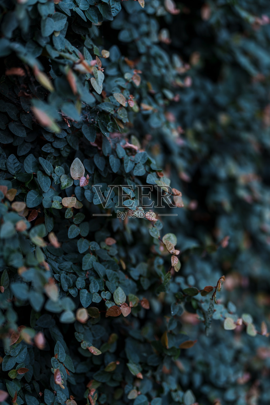 美丽的草在墙上生长照片摄影图片