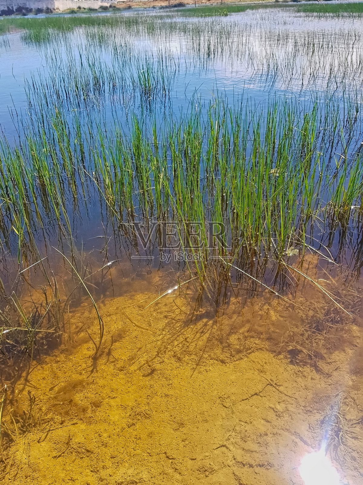 自然与池塘静水中倒影的互动。郁郁葱葱的草地照片摄影图片