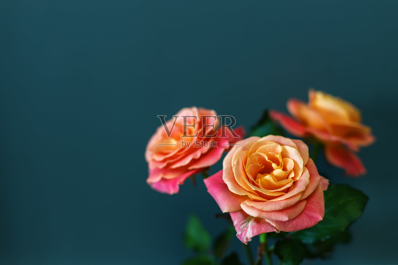 三朵盛开的玫瑰，花瓣从边缘的深粉色渐变到中心的柔和橙色和黄色，背景为深灰色。照片摄影图片