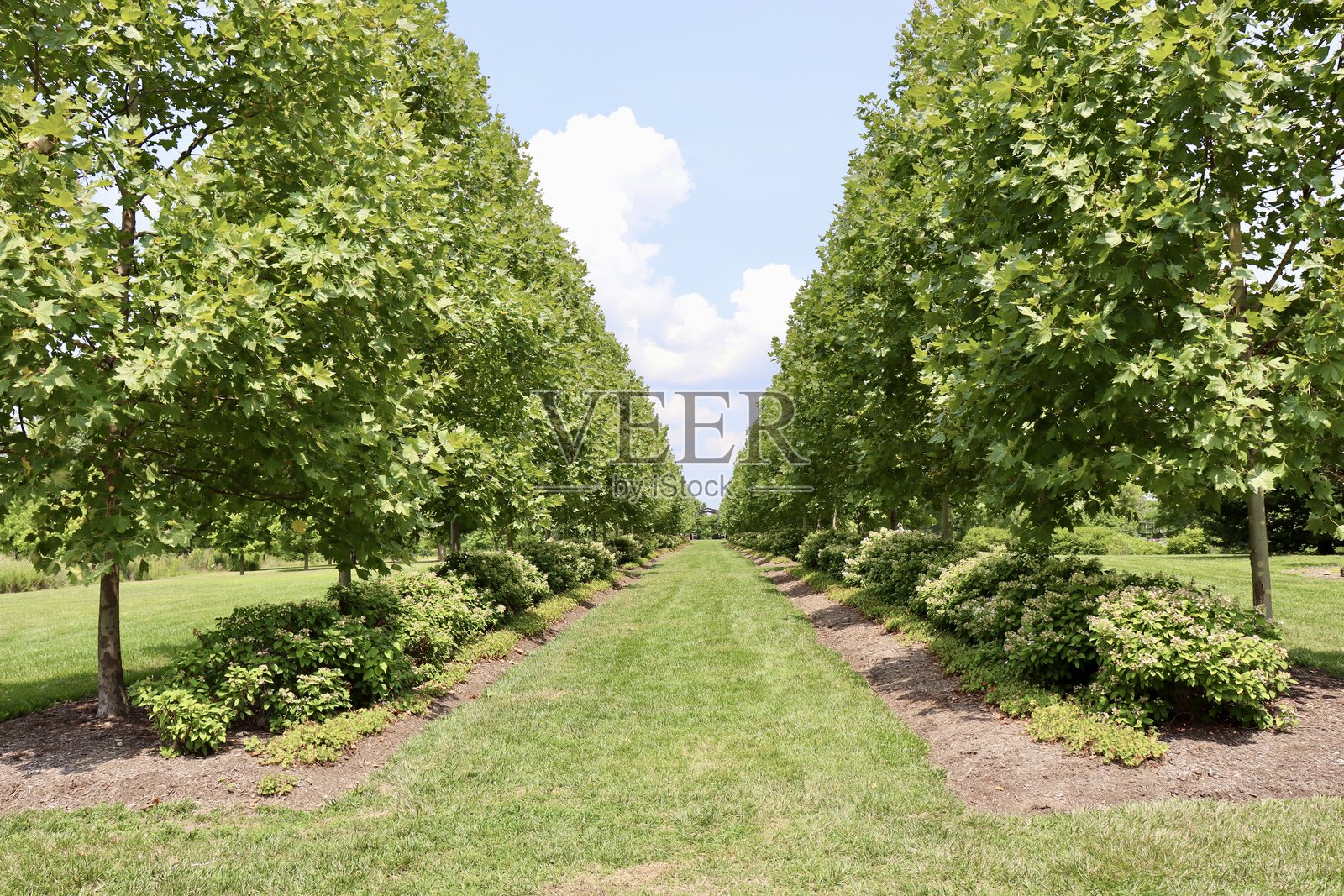 树木成排照片摄影图片