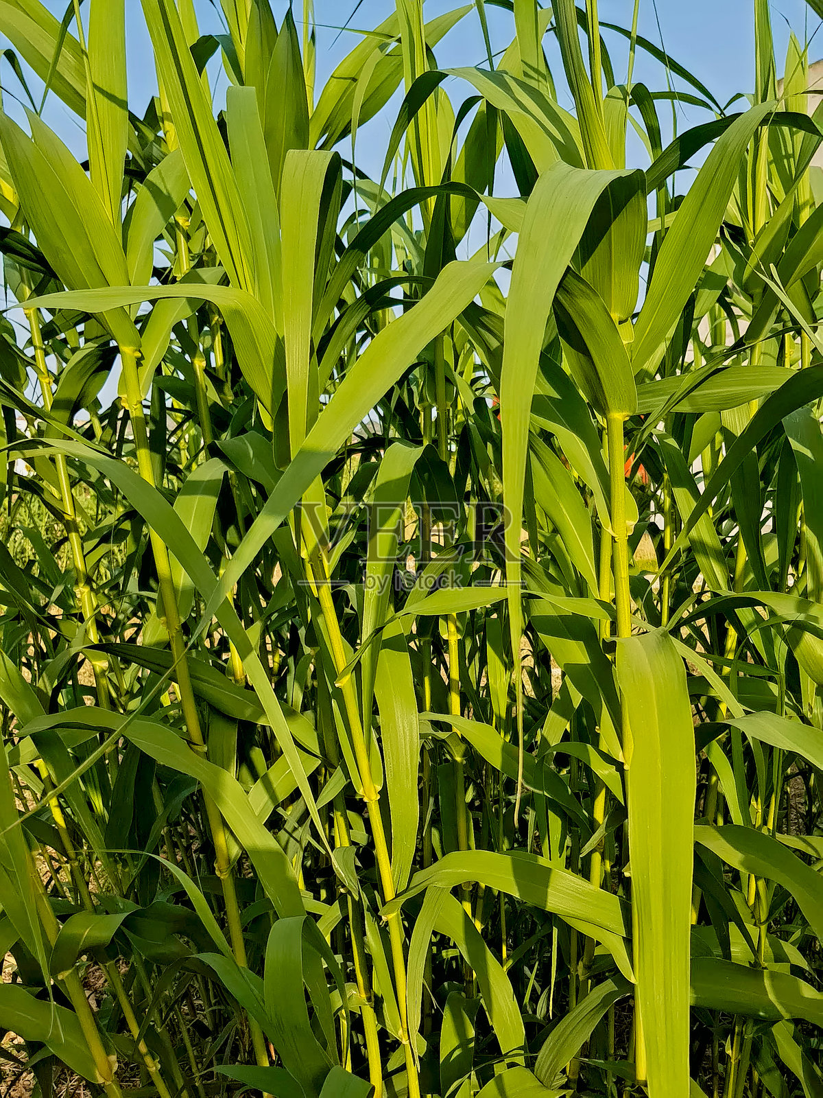 自然之美，这幅壮观的特写场景展示了巨大的芦苇，细长的茎秆充满细节。照片摄影图片