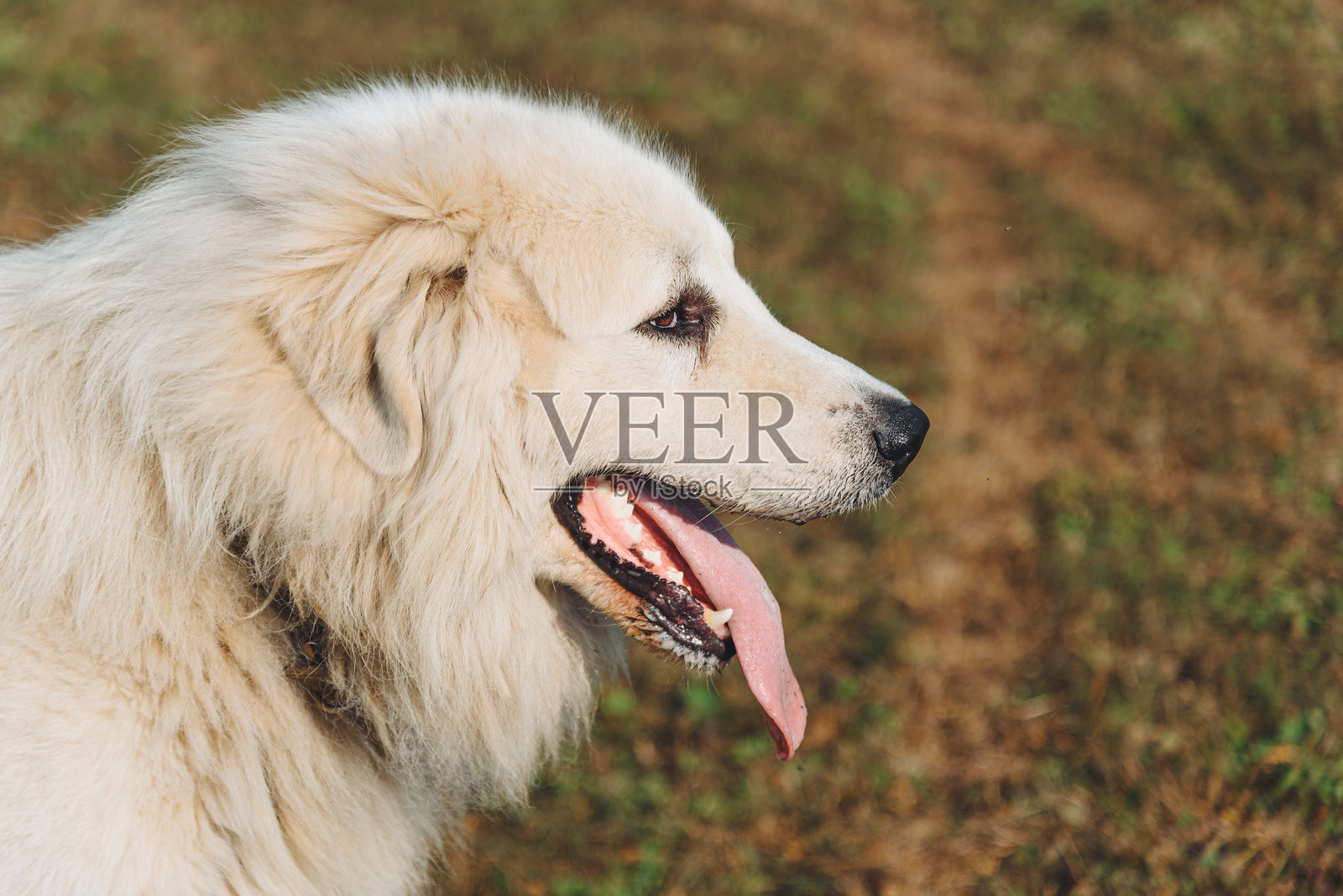 狗在田野里散步照片摄影图片