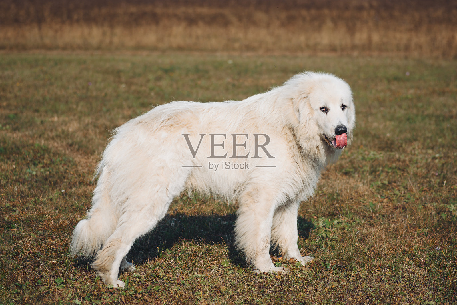 狗在田野里散步照片摄影图片