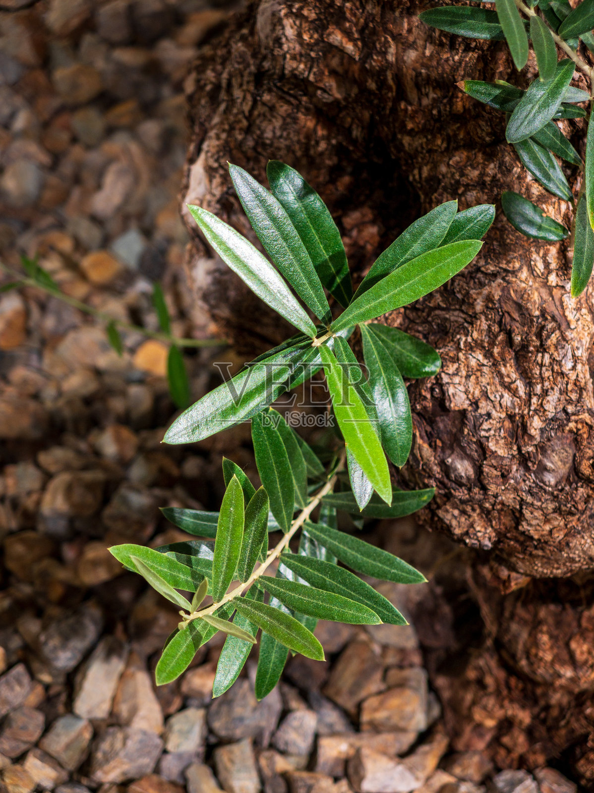 橄榄叶特写：自然的纹理和颜色照片摄影图片