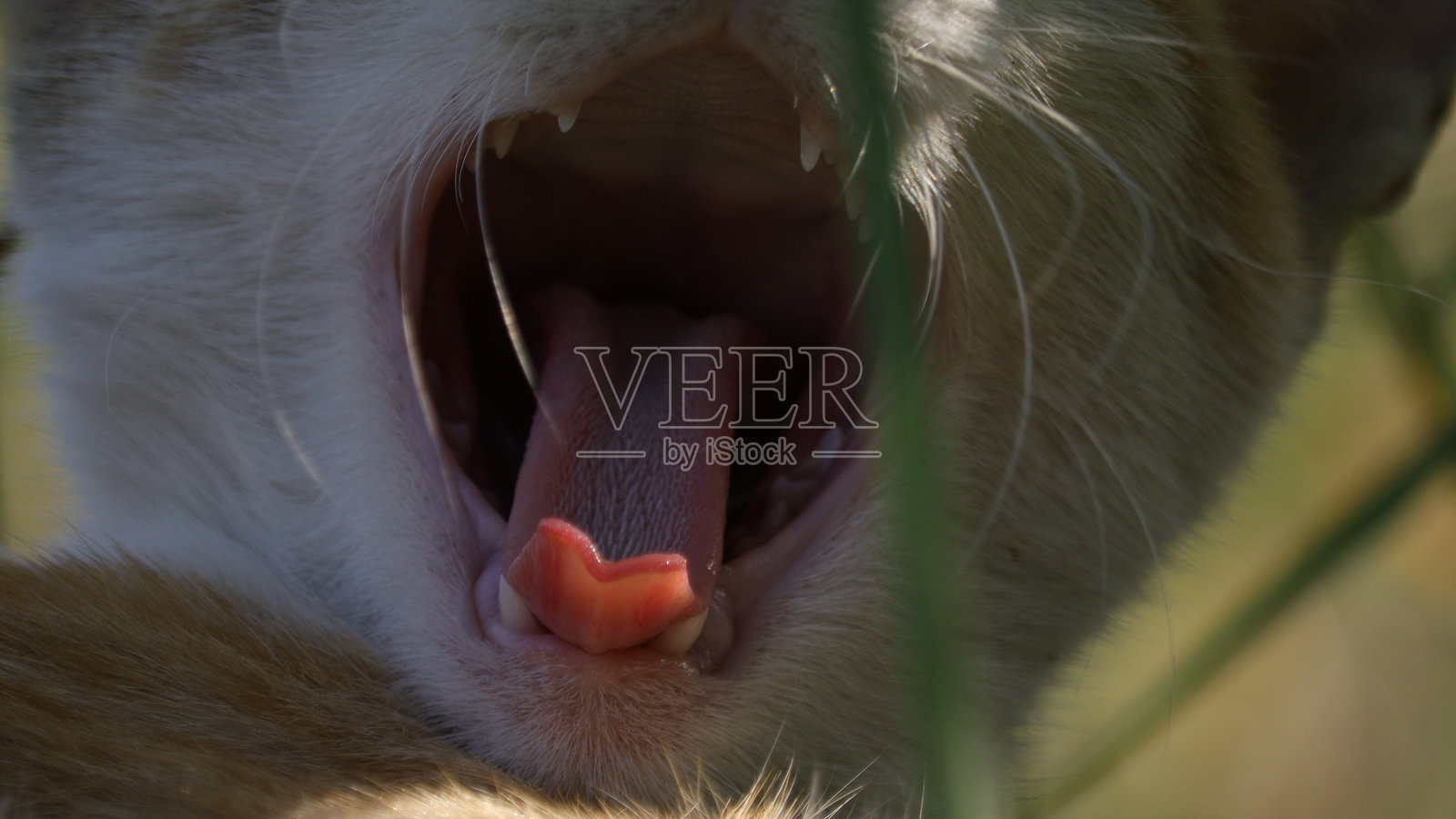 打哈欠的小猫照片摄影图片