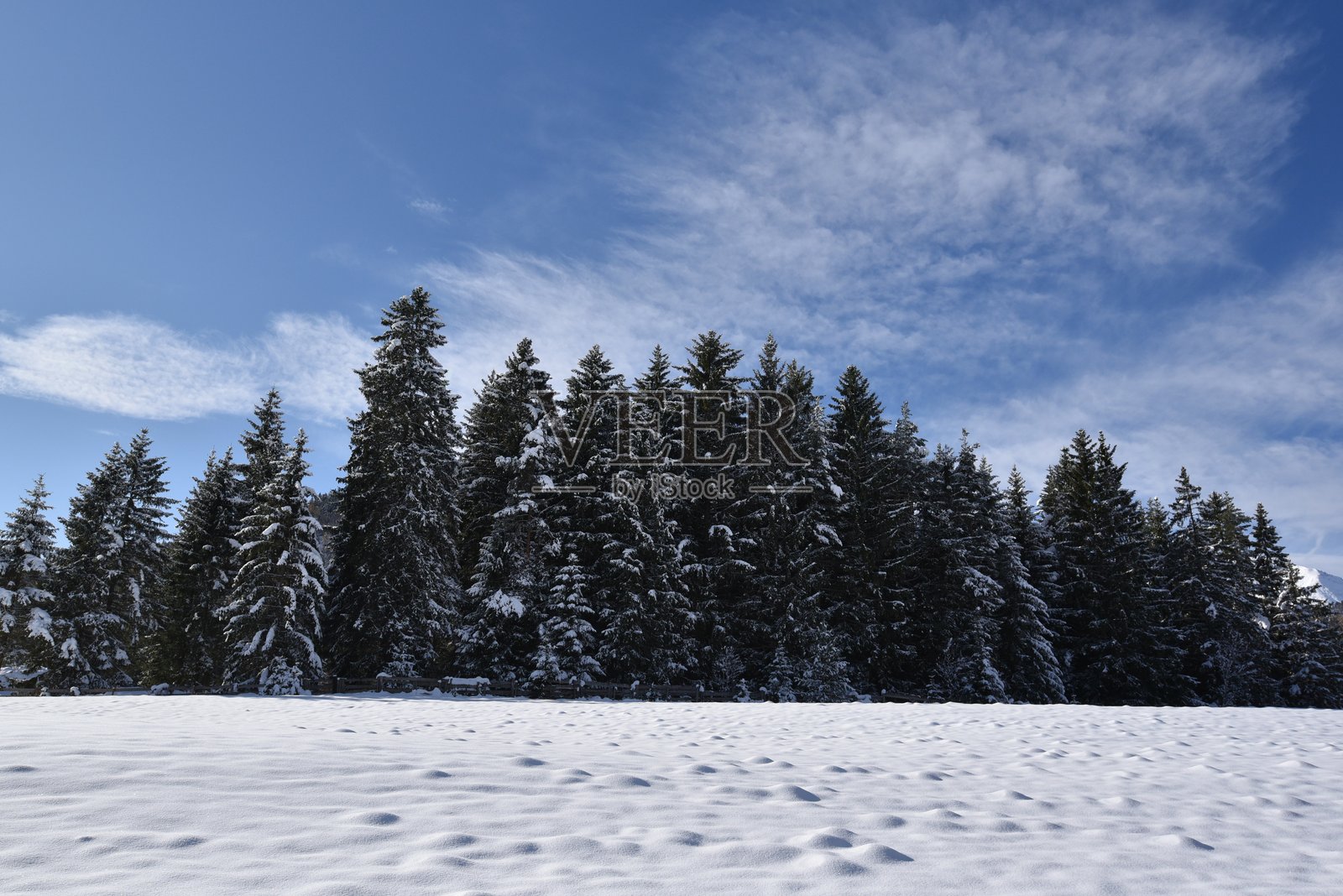 一群针叶树，蓝天作为背景，地面上覆盖着雪。照片摄影图片