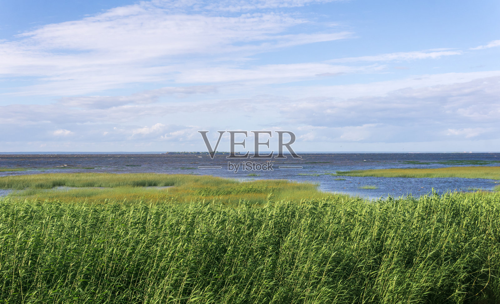 波罗的海沿岸的海岸风景，前景是芦苇荡照片摄影图片