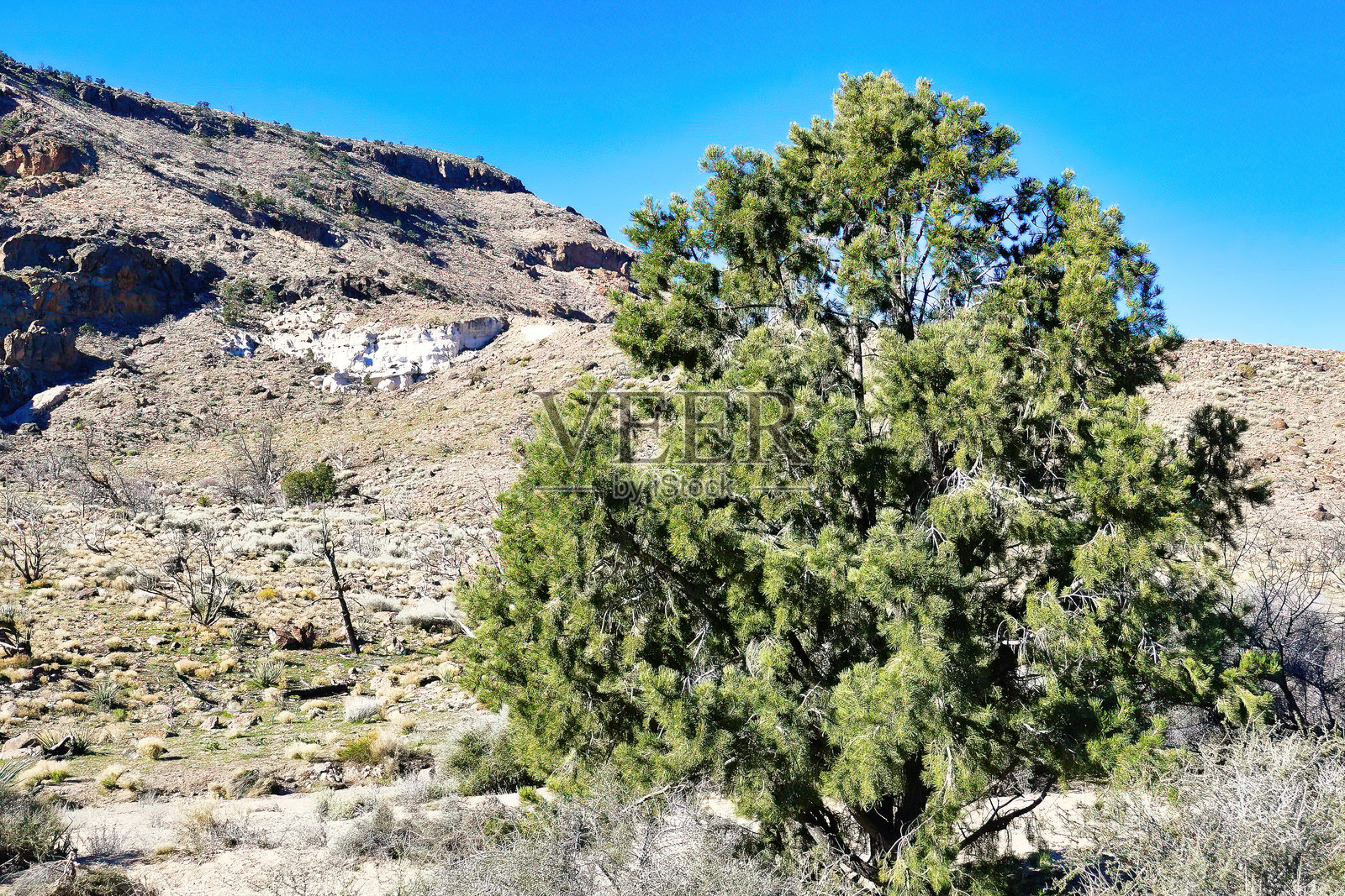 加利福尼亚莫哈维国家保护区普罗维登斯山脉干旱地带的一棵非常古老的刺柏树照片摄影图片