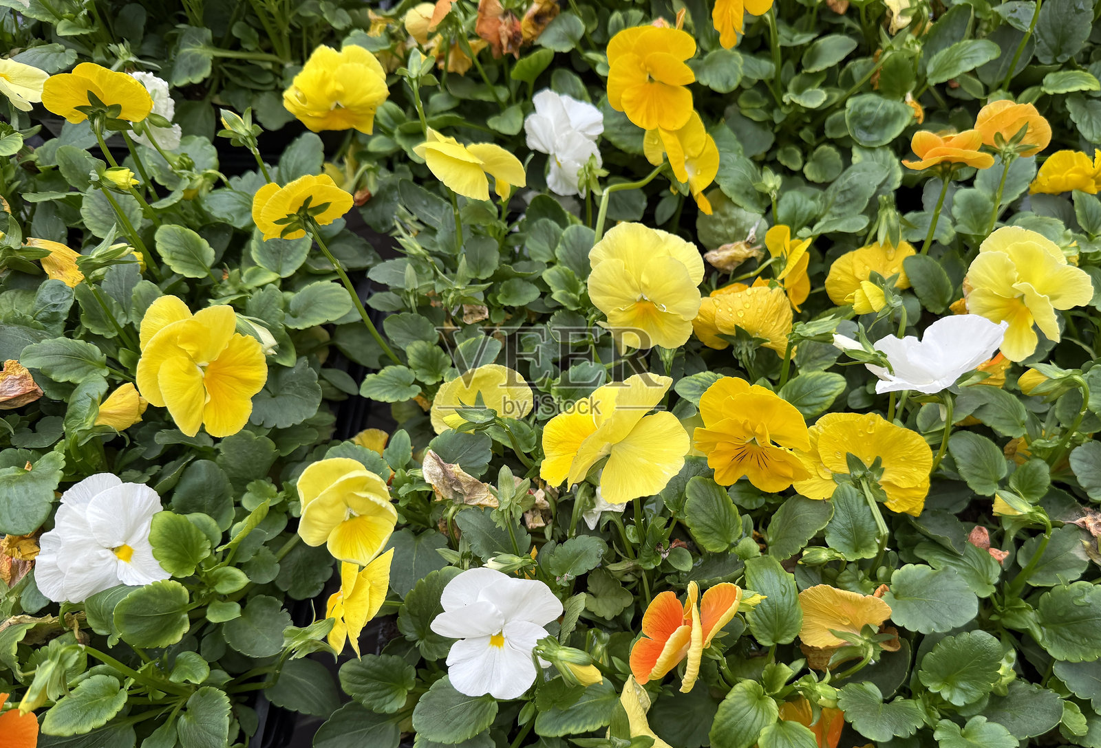 三色堇照片摄影图片