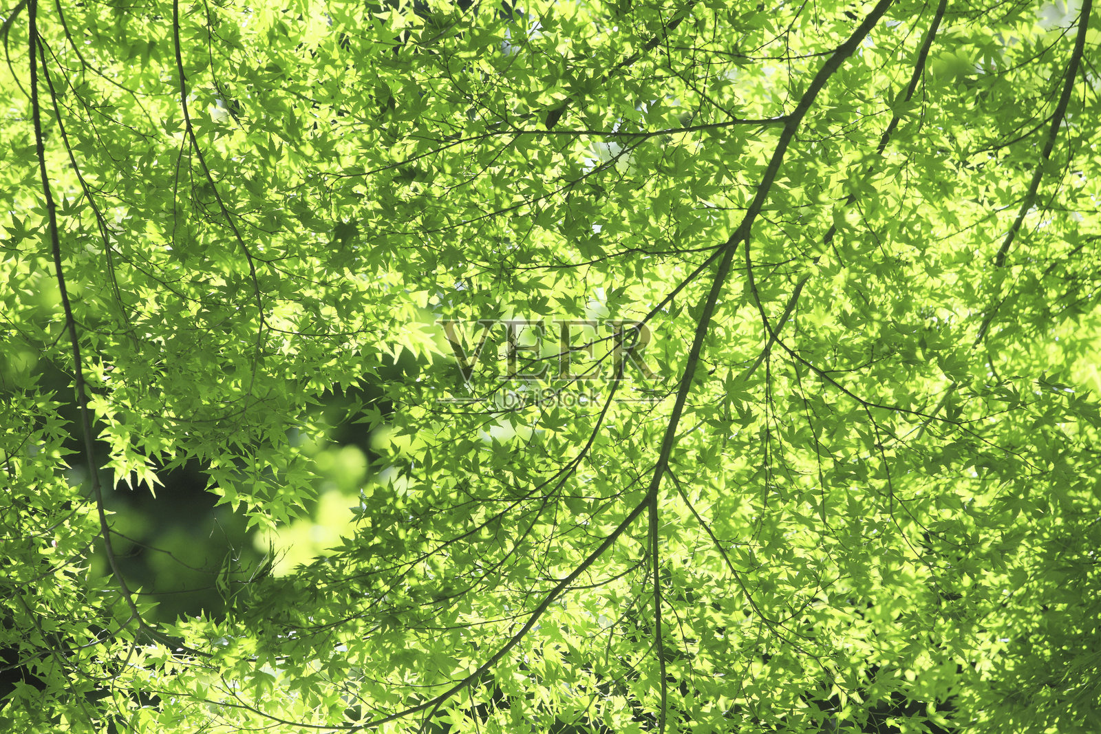 新鲜的枫叶照片摄影图片