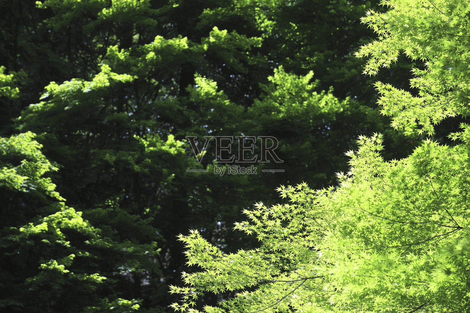 新鲜的枫叶照片摄影图片