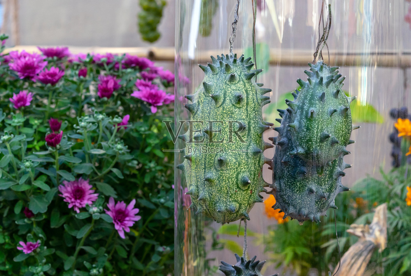 基瓦诺或非洲黄瓜，角瓜或刺果黄瓜。照片摄影图片