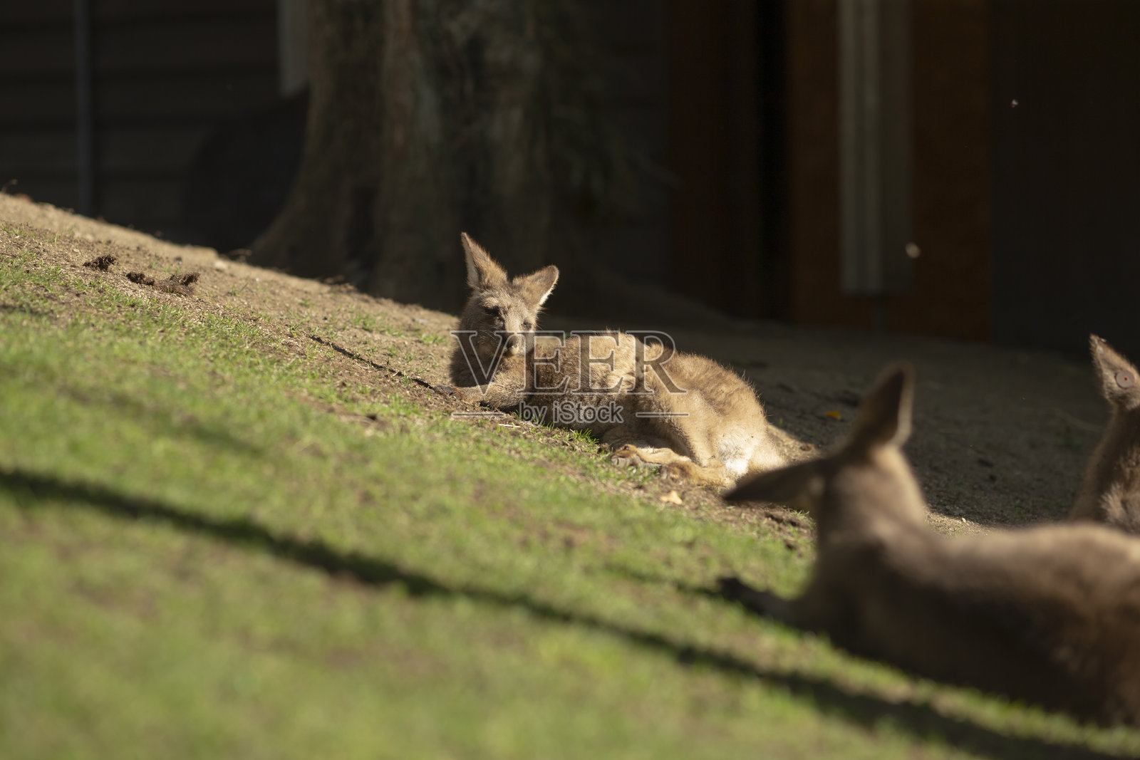 一群袋鼠安静地躺在柔软的草地上照片摄影图片