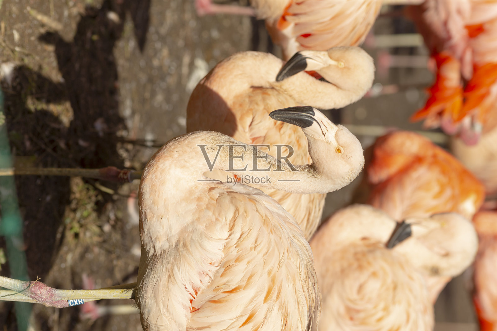 一群美丽的火烈鸟优雅地站在一起。照片摄影图片