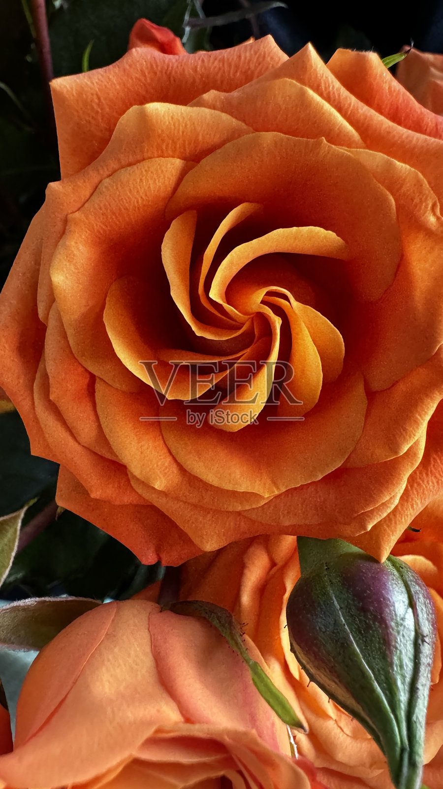 十月玫瑰照片摄影图片