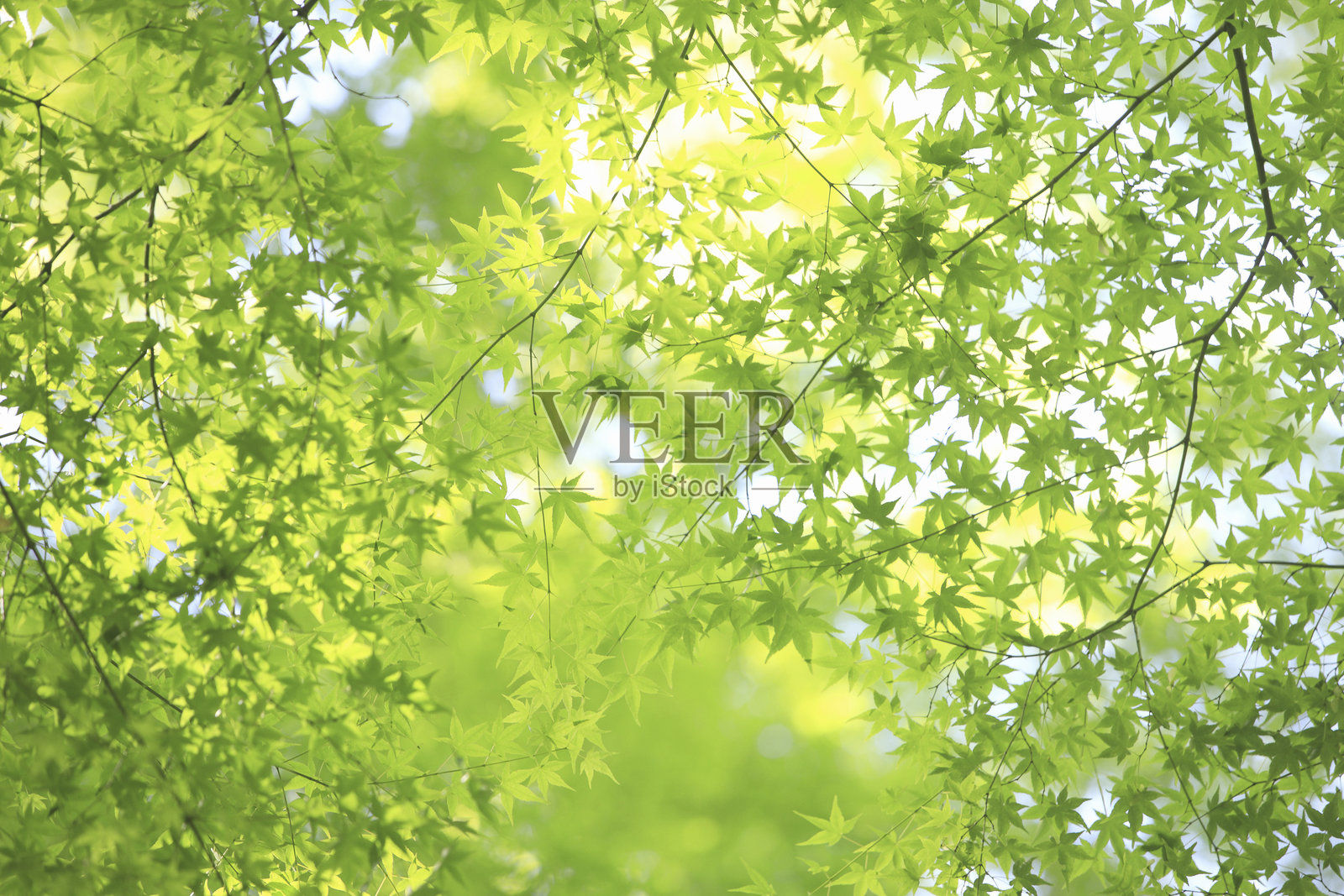 新鲜的枫叶照片摄影图片