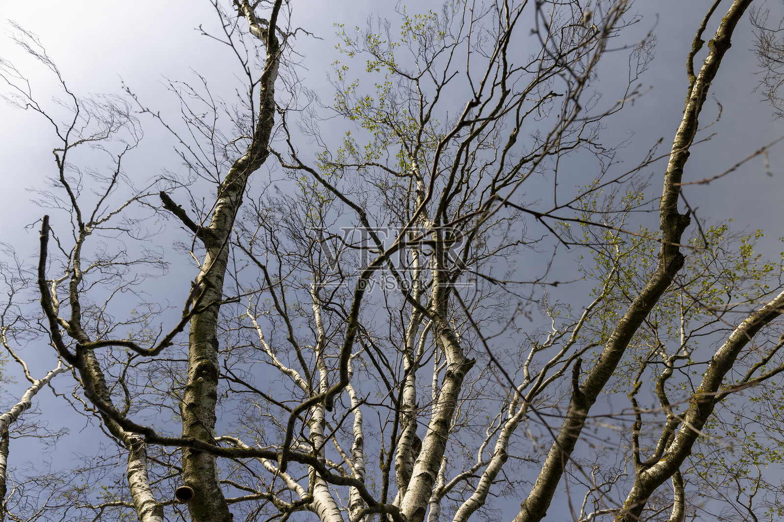 春天没有叶子的老白桦树，背景是蓝天照片摄影图片