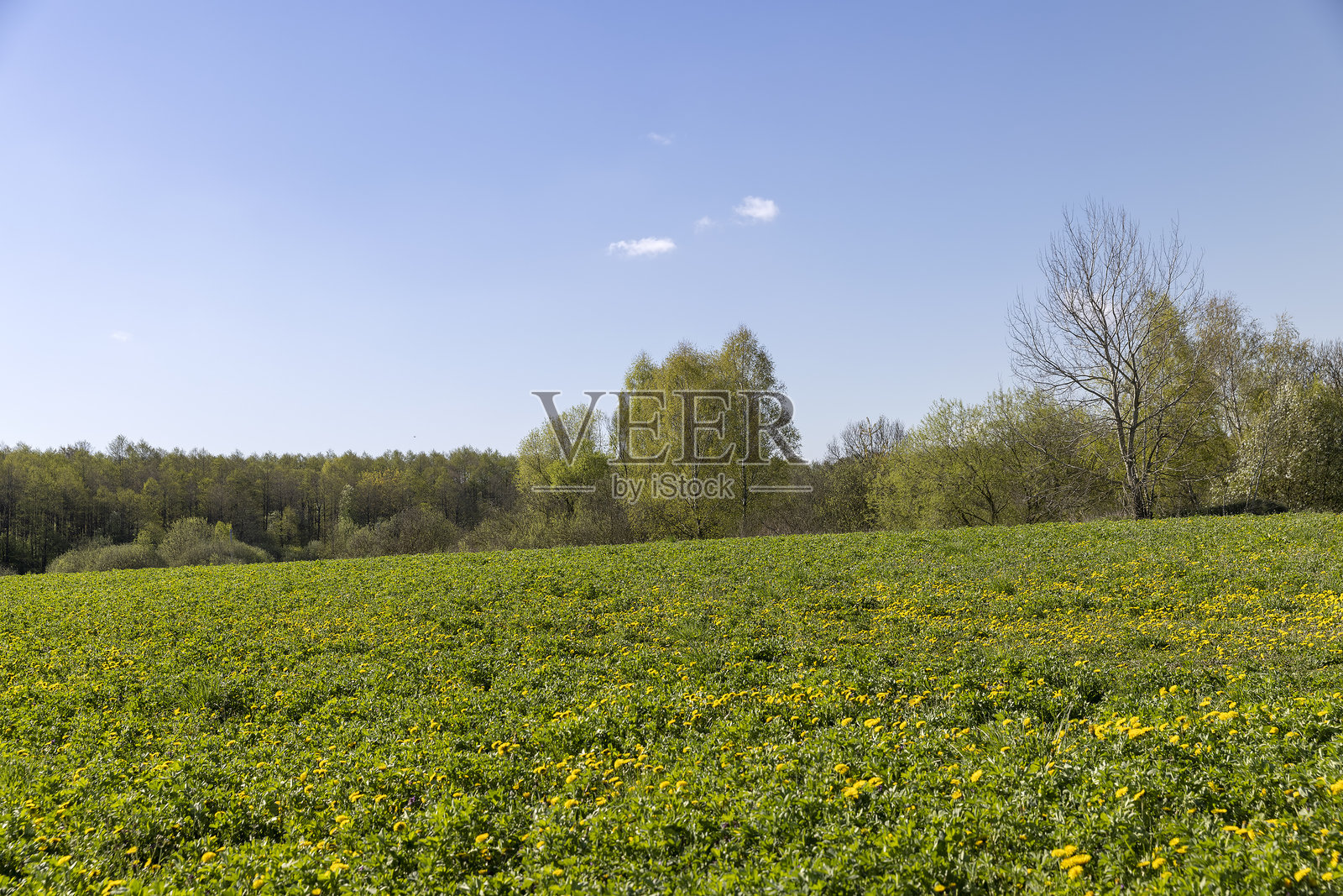 春天田野里盛开的黄色蒲公英照片摄影图片