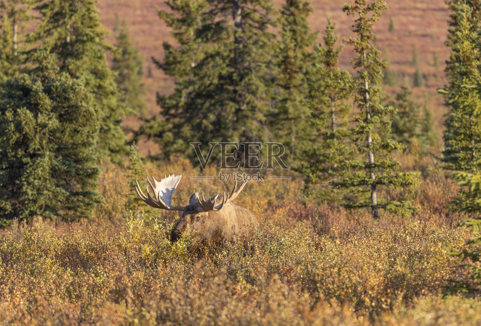 阿拉斯加德纳利国家公园秋季的育空公牛驼鹿照片摄影图片