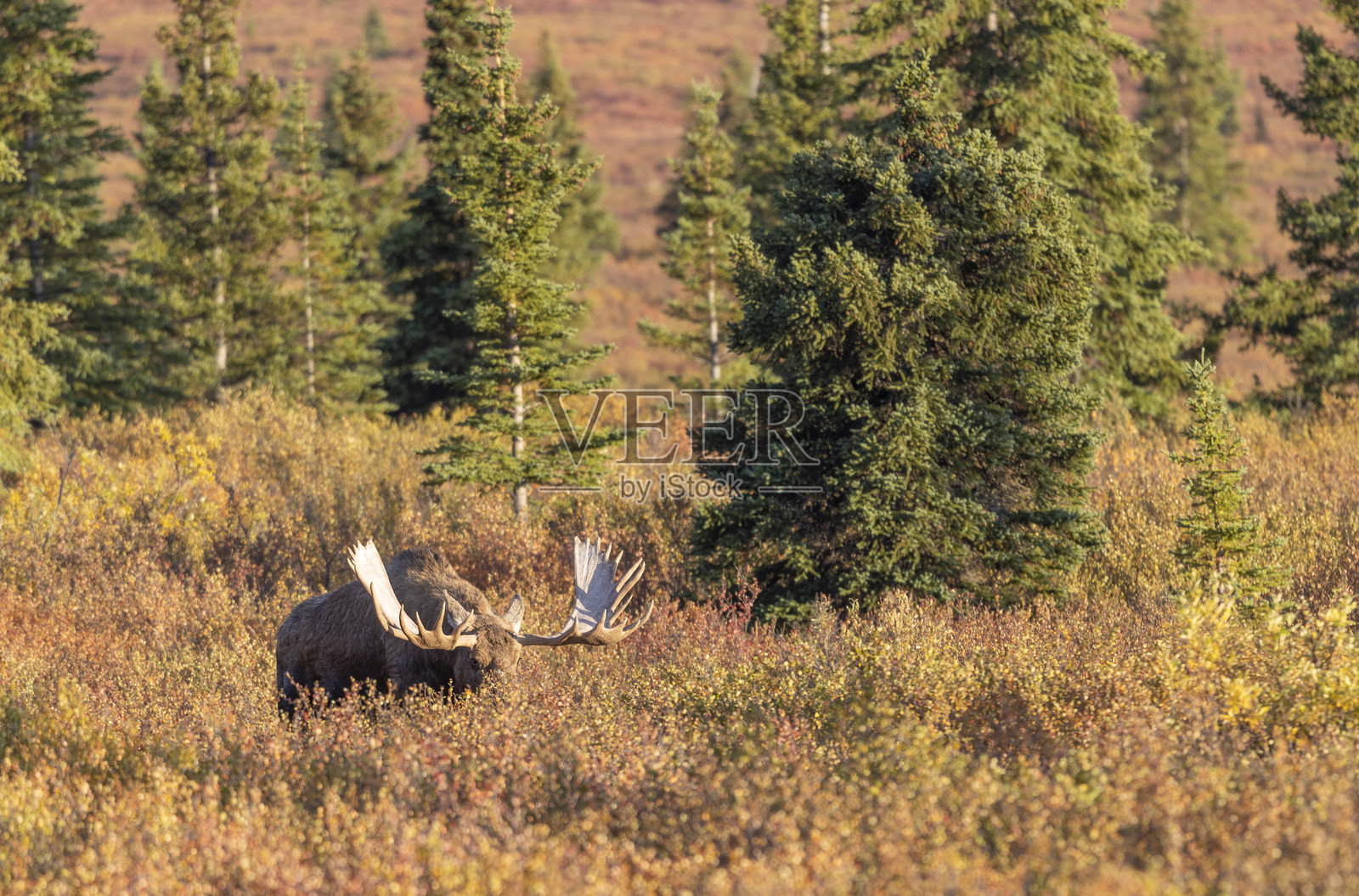 阿拉斯加德纳利国家公园秋季的育空公牛驼鹿照片摄影图片