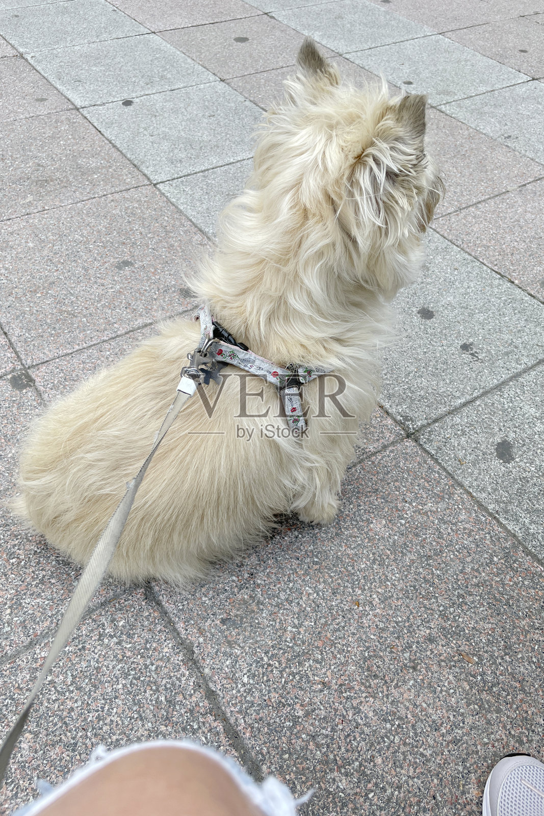 小猎犬在主人散步时坐在脚边照片摄影图片