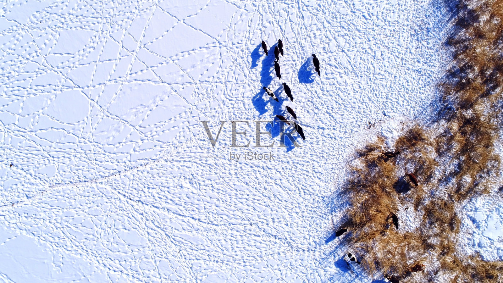 冬季新疆草原上的马匹与雪景照片摄影图片