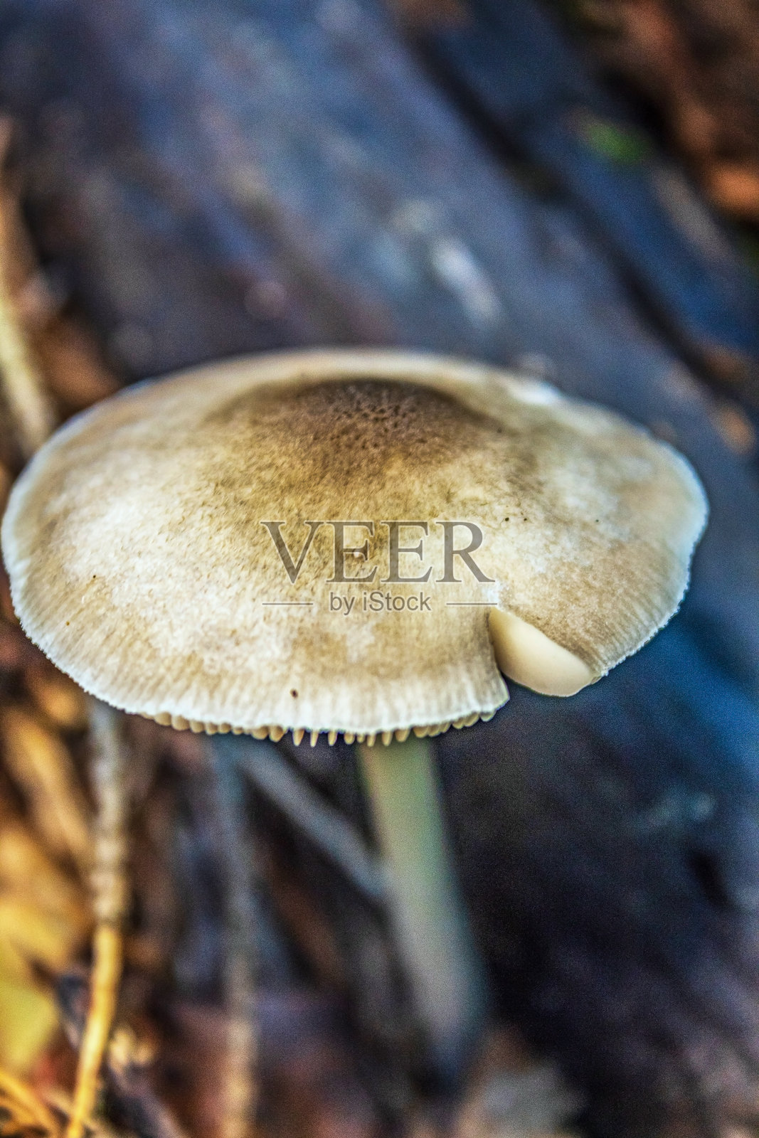 宏观 - 森林 - 欧洲，罗马尼亚，苏恰瓦地区照片摄影图片