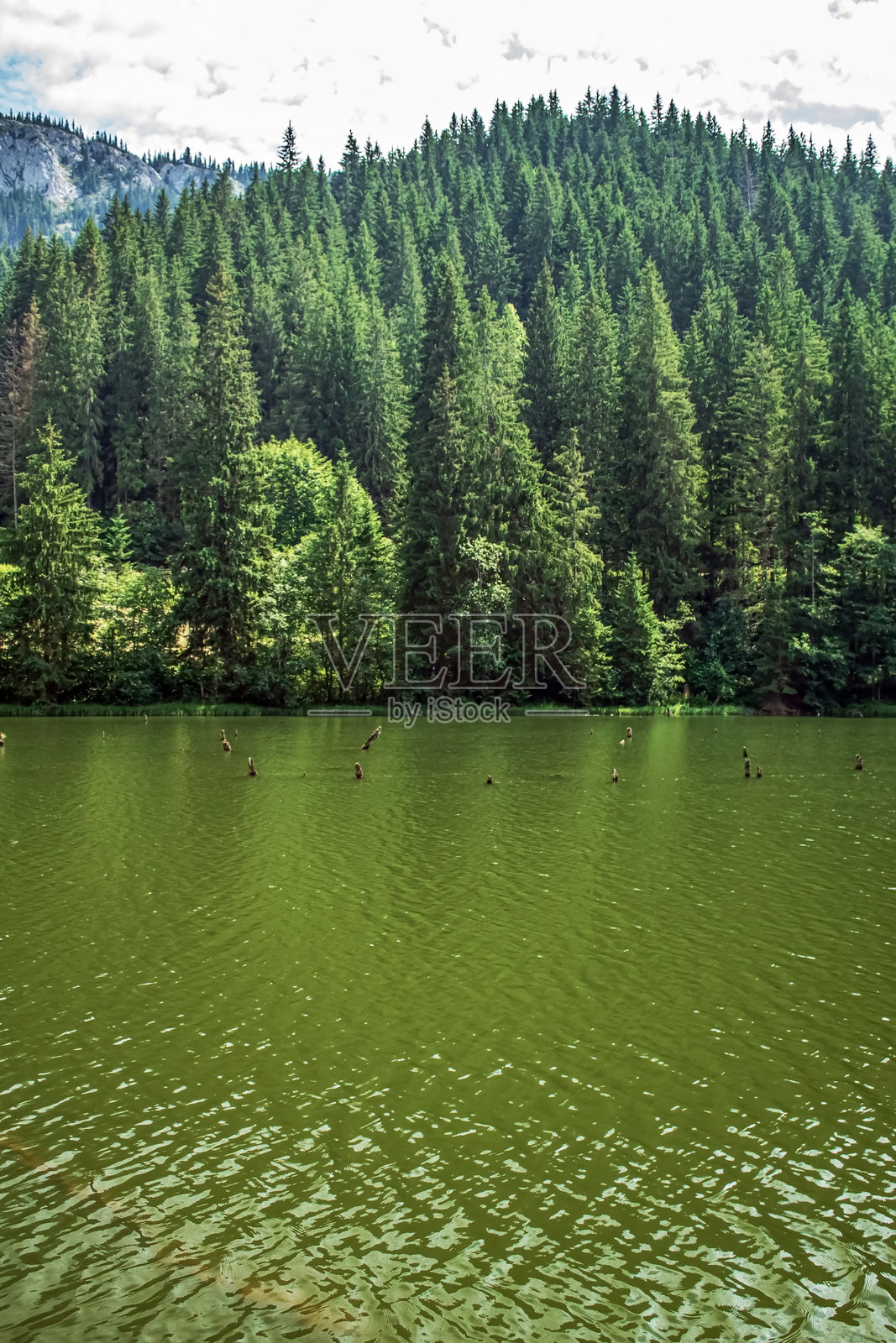 风景 - 森林 - 欧洲，罗马尼亚，苏恰瓦地区照片摄影图片