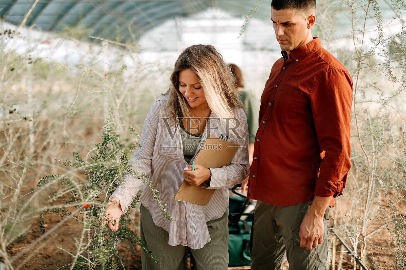 人们在照顾枸杞莓照片摄影图片