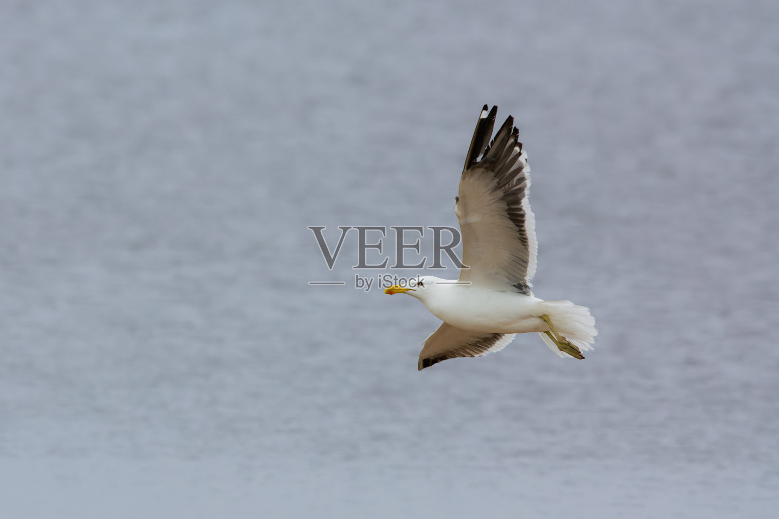 海带鸥海鸟照片摄影图片