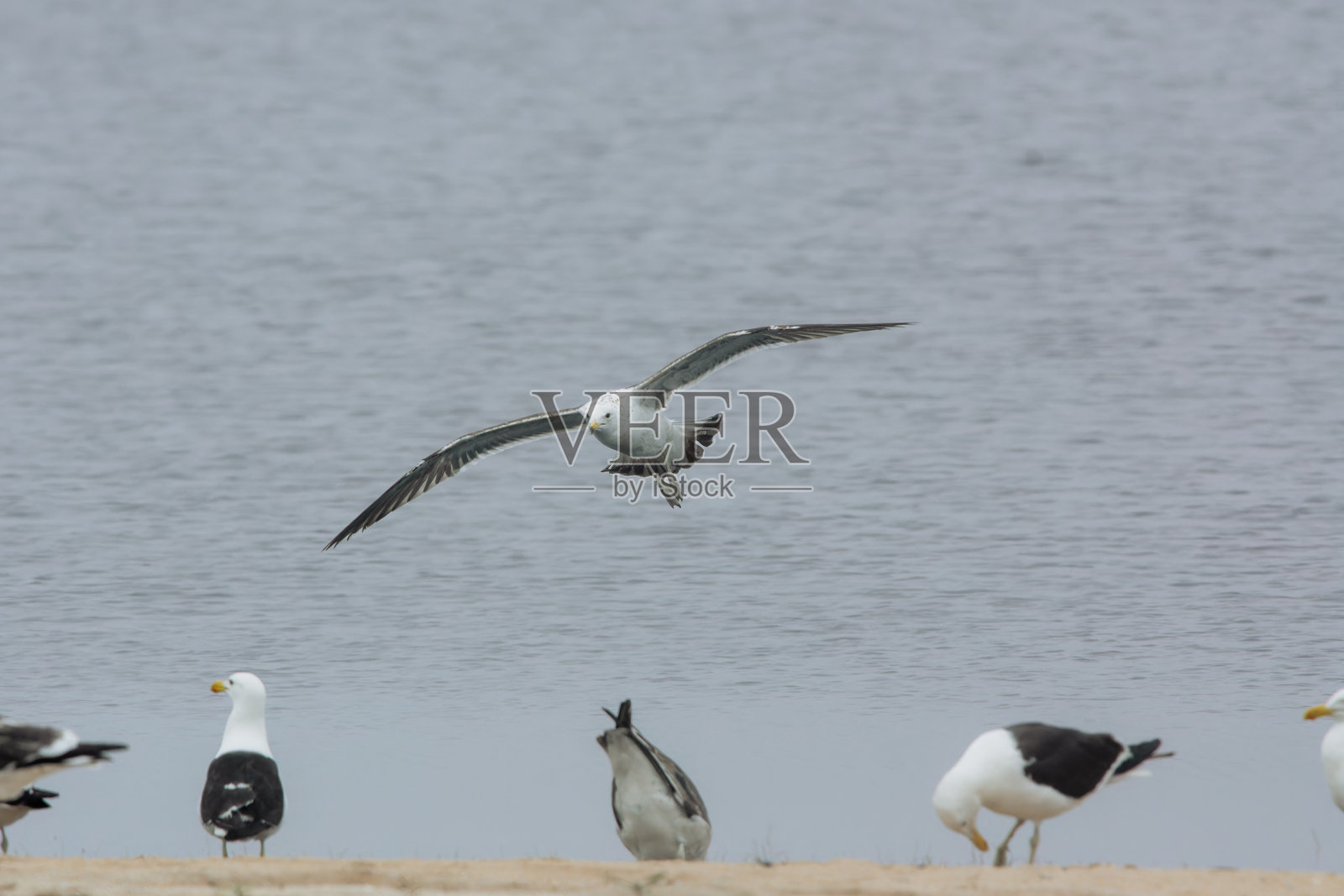 海带鸥海鸟照片摄影图片