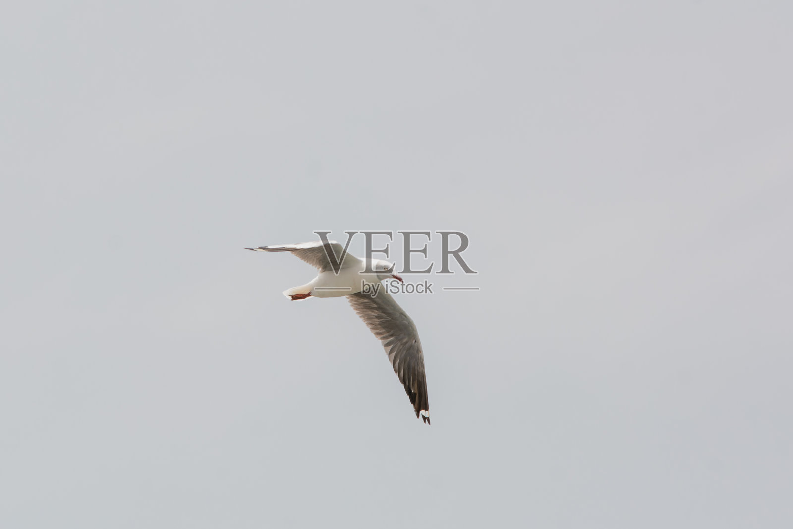 灰头 gull（Chroicocephalus cirrocephalus）在飞翔。照片摄影图片