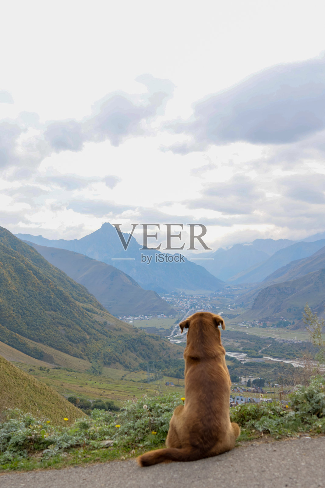 可爱的狗在山中远望，背影展现出对自然风光的沉思。照片摄影图片