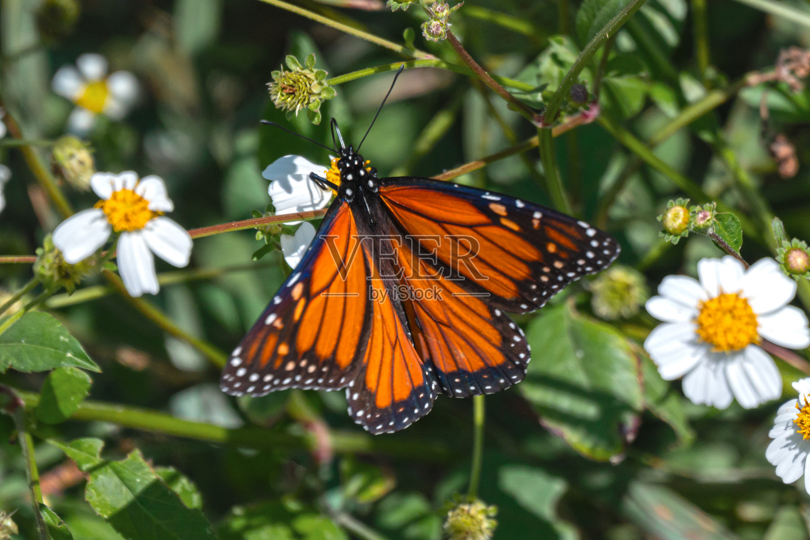 君主蝶照片摄影图片