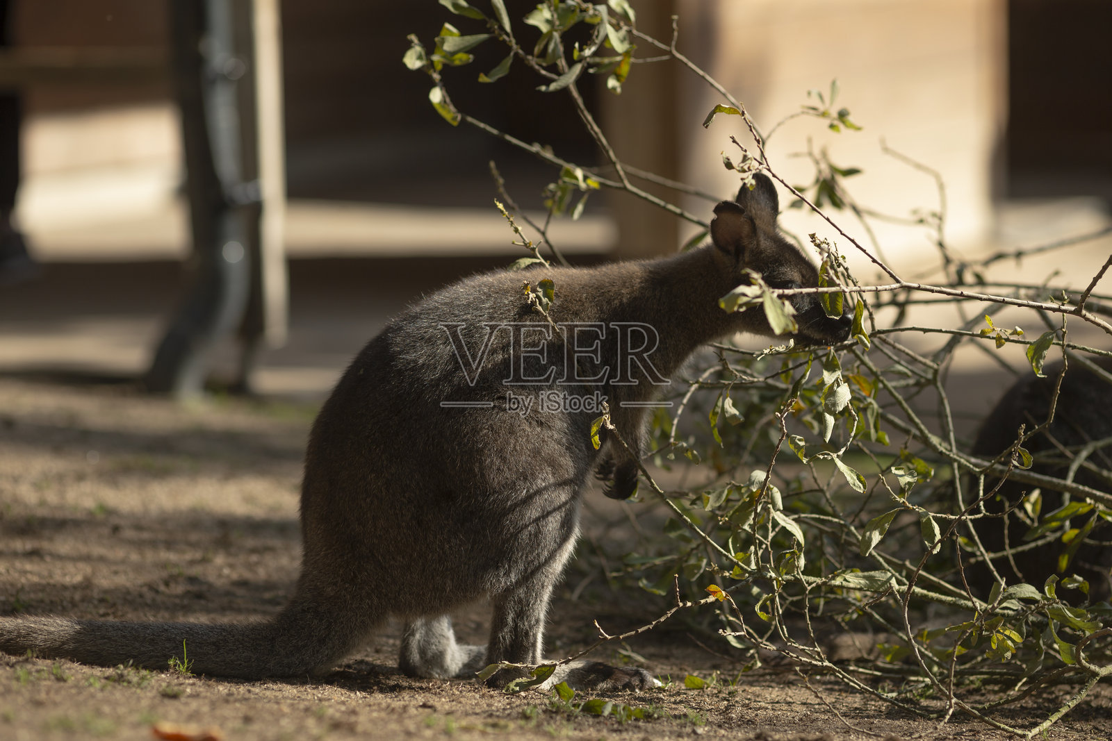 一只袋鼠正在快乐地吃树枝上的叶子。照片摄影图片