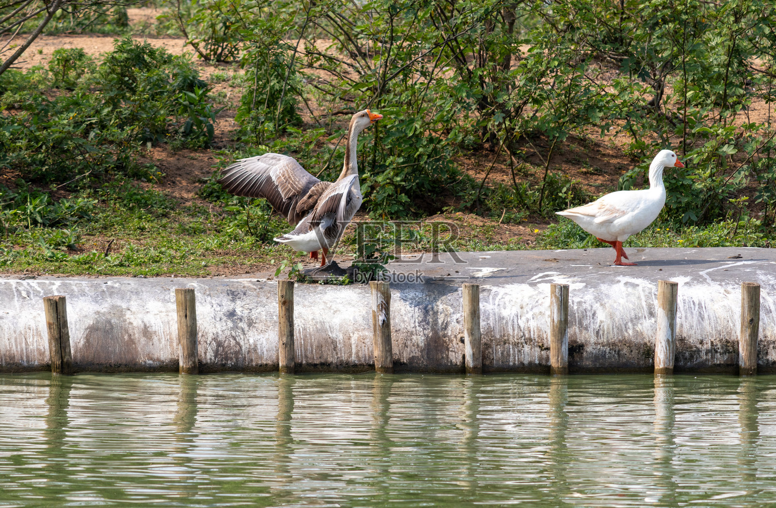 在巴西巴拉那州库里提巴的巴里古伊公园拍摄的照片。照片摄影图片